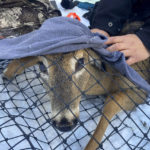 
              A young buck peeks out from under a blanket while in a Clover deer trap. A wildlife team is testing the animal for the coronavirus and taking other biological samples in Grand Portage, Minn. on March 2, 2022. The COVID-19 virus has been confirmed in wildlife in at least 24 U.S. states, including Minnesota. Recently, an early Canadian study showed someone in nearby Ontario likely contracted a highly mutated strain from a deer. (AP Photo/Laura Ungar)
            
