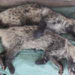 
              In this photo released by the World Wildlife Fund, dead civet cats lie on display at a market in July 2021, Khammouane province, central Laos. A report released by the World Wildlife Fund, Friday, April 1, 2022, shows illegal purchases of wildlife online are growing in Myanmar in a threat both to public health and to endangered species.  (World Wildlife Fund via AP)
            