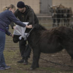 
              Volunteers blindfold a pony to reduce its stress levels before taking it to a truck at a heavily damaged private zoo while attempting to evacuate the surviving animals to safety in the village of Yasnohorodka, on the outskirts of Kyiv, Ukraine, Wednesday, March 30, 2022. The evacuation was halted before completion as shelling resumed between Russian and Ukrainian forces in the area. (AP Photo/Vadim Ghirda)
            