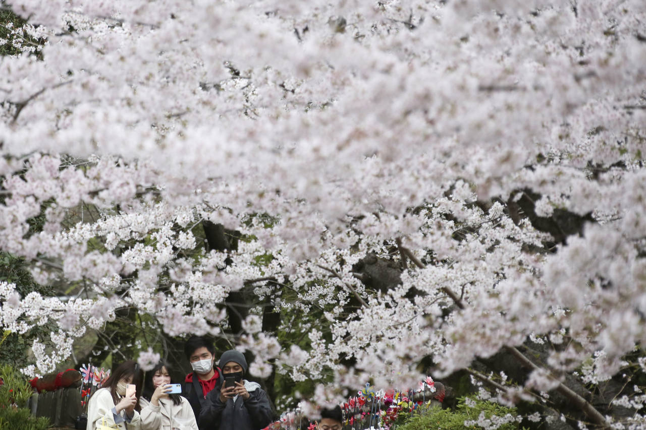 People wearing face masks stroll under Cherry blossom in full bloom at the Zojoji temple in Tokyo T...