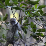 
              Bella, an infant female, eats as she clings to branches in the swampy mangrove preserve where her vervet monkey colony lives, Tuesday, March 1, 2022, in Dania Beach, Fla. For 70 years, a group of non-native monkeys has made their home next to a South Florida airport, delighting visitors and becoming local celebrities. (AP Photo/Rebecca Blackwell)
            