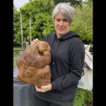 
              Donna Craig-Brown holds "Doug" what was believed to be the world's largest potato in the garden of her small farm near Hamilton, New Zealand on Nov. 3, 2021. Donna and her husband Craig have had their dreams turned to mash after Guinness wrote to say that scientific testing had shown it wasn't, in fact, a potato after all, but a tuber of a type of gourd. (Colin Craig-Brown via AP)
            