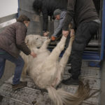 
              Volunteers drag a pony that collapsed due to stress on a truck at a heavily damaged private zoo while attempting to evacuate the surviving animals to safety in the village of Yasnohorodka, on the outskirts of Kyiv, Ukraine, Wednesday, March 30, 2022. The evacuation was halted before completion as shelling resumed between Russian and Ukrainian forces in the area.(AP Photo/Vadim Ghirda)
            