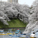 
              People on boat view cherry blossoms in full bloom at the Chidorigafuchi palace moat in Tokyo Monday, March 28, 2022. (AP Photo/Koji Sasahara)
            