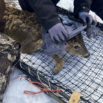 
              A wildlife team covers a young buck's head with a cloth to help calm it before testing the deer for the coronavirus and taking other biological samples in Grand Portage, Minn. on Wednesday, March 2, 2022. Scientists are concerned that the COVID-19 virus could evolve within animal populations – potentially spawning dangerous viral mutants that could jump back to people, spread among us and reignite what for now seems like a waning crisis. (AP Photo/Laura Ungar)
            