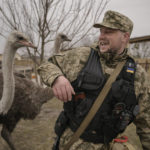 
              A Ukrainian serviceman tries to avoid being bitten by an ostrich at a heavily damaged private zoo as soldiers and volunteers attempted to evacuate the surviving animals to safety in the village of Yasnohorodka, on the outskirts of Kyiv, Ukraine, Wednesday, March 30, 2022. The evacuation was halted before completion as shelling resumed between Russian and Ukrainian forces in the area.(AP Photo/Vadim Ghirda)
            