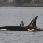 The newest calf born to J pod (photo credit the Center for Whale Research)
