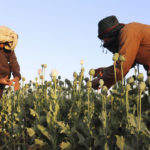 
              Afghan farmers harvest poppy in Nad Ali district, Helmand province, Afghanistan, Friday, April 1, 2022. Afghanistan's ruling Taliban have announced a ban on poppy production, even as farmers across many parts of the country began harvesting the bright red flower that produces the lucrative opium which is used to make heroin. (AP Photo/Abdul Khaliq)
            