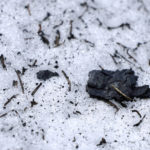 
              Burned tree bark and other debris sit on melting snow at the site of the 2021 Caldor Fire, Monday, April 4, 2022, near Twin Bridges, Calif. As wildfires intensify across the West, researchers are studying how scorched trees could lead to a faster snowmelt and end up disrupting water supplies. Without a tree canopy, snow is exposed to more sunlight. (AP Photo/Brittany Peterson)
            
