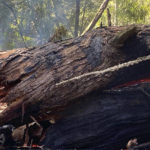 
              This photo provided by California State Parks shows the Pioneer Tree one of the few remaining old-growth coastal redwoods at Samuel P. Taylor State Park, Calif., on Thursday, March 24, 2022, after it collapsed from a fire. (California State Parks via AP)
            