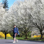 
              FILE - Daniel Patterson, a sophomore at John Handley High School, walks home from school below blooming Bradford pear trees on Wednesday, March 30, 2016, in Winchester, Va. Their beauty and supposed sterility made Bradford pears a widely popular ornamental, but they wound up being pollinated by other ornamental varieties of Callery pears and turning highly invasive. (Jeff Taylor/The Winchester Star via AP)
            