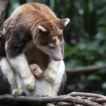 
              A Matschie's tree kangaroo emerges from its mother's pouch, Monday, April 18, 2022, at the Bronx Zoo in New York. The joey is the first of its species born at the zoo since 2008. (Julie Larsen Maher/Bronx Zoo via AP)
            