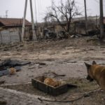 
              A cat takes shelters from the cold in a box where ammunitions are kept, in Bucha, in the outskirts of Kyiv, Ukraine, Tuesday, April 5, 2022. Ukraine’s president plans to address the U.N.’s most powerful body after even more grisly evidence emerged of civilian massacres in areas that Russian forces recently left. (AP Photo/Rodrigo Abd)
            