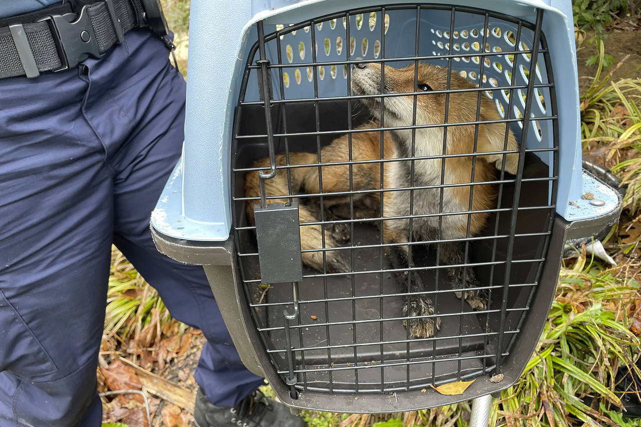 In his image provided by U.S. Capitol Police, a fox looks out from a cage after being captured on t...
