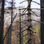 
              Burned trees stand at the site of the 2021 Caldor Fire, Monday, April 4, 2022, near Twin Bridges, Calif. As wildfires intensify across the West, researchers are studying how scorched trees could lead to a faster snowmelt and end up disrupting water supplies. Without a tree canopy, snow is exposed to more sunlight. (AP Photo/Brittany Peterson)
            