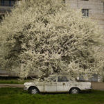 
              A car is parked under a tree in partially abandoned Chernobyl town, Ukraine, Tuesday, April 26, 2022. (AP Photo/Francisco Seco)
            