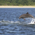 
              In this July 2016 photo provided by the Potomac-Chesapeake Dolphin Project, a dolphin leaps into the air in the Potomac River between Lewisetta and Smith Point, Va. This photo was made under NOAA NMFS permit numbers 19403 and 23782. (Ann-Marie Jacoby/Potomac-Chesapeake Dolphin Project via AP)
            