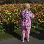 
              A woman takes pictures of tulips when visiting the world-renowned Dutch flower garden Keukenhof, in Lisse, Netherlands, Tuesday, April 12, 2022. (AP Photo/Peter Dejong)
            