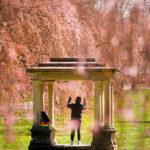 
              A person raises his hands while listing to music amongst cherry blossoms at Fairmount Park in Philadelphia, Friday, April 8, 2022. (AP Photo/Matt Rourke)
            