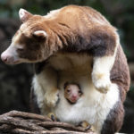 
              A Matschie's tree kangaroo emerges from its mother's pouch, Monday, April 18, 2022, at the Bronx Zoo in New York. The joey is the first of its species born at the zoo since 2008. (Julie Larsen Maher/Bronx Zoo via AP)
            