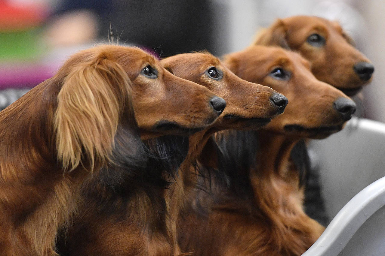FILE - Dachshund dogs wait in a box before competition at a dog show in Dortmund, Germany, on Frida...