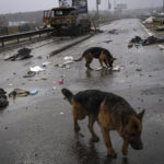 
              Dogs look for food near the corpse of a Russian soldier in Bucha, Ukraine, Sunday, April 3, 2022. (AP Photo/Rodrigo Abd)
            