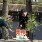 Zoo Director Brandie Smith and Chinese Ambassador to the U.S. Qin Gang place bamboo on a fruitsicle cake during the celebration of the Smithsonian's National Zoo and Conservation Biology Institute, 50 years of achievement in the care, conservation, breeding and study of giant pandas at the Smithsonian's National Zoo in Washington, Saturday, April 16, 2022. (AP Photo/Jose Luis Magana)