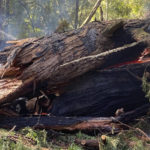 
              This photo provided by California State Parks shows the Pioneer Tree one of the few remaining old-growth coastal redwoods at Samuel P. Taylor State Park, Calif., on Thursday, March 24, 2022, after it collapsed from a fire. (California State Parks via AP)
            