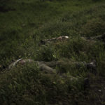 
              The bodies of two dead Russian soldiers lay on the side of the road in the village of Vilkhivka, recently retaken by Ukrainian forces near Kharkiv, Ukraine, Monday, May 9, 2022. (AP Photo/Felipe Dana)
            