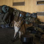 
              A cat roams near a gun of a Ukrainian serviceman in a recently retaken village on the outskirts of Kharkiv, east Ukraine, Saturday, May 14, 2022. (AP Photo/Mstyslav Chernov)
            