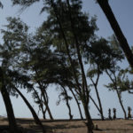 
              FILE - Women walk under filao trees planted to slow coastal erosion as they form a curtain that protects the beginning of the Great Green Wall, a project that began in 2007 along the Atlantic Ocean, in Lompoul village near Kebemer, Senegal,  Nov. 5, 2021. A series of complex challenges, including a lack of funding and political will as well as rising insecurity linked to extremist groups al-Qaida and the Islamic State in Burkina Faso, are obstructing progress on Africa's Great Green Wall, according to experts involved in the initiative. (AP Photo/Leo Correa, File)
            