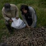 
              People sort and collect discarded potatoes beside a road near Makariv, on the outskirts of Kyiv, Ukraine, Friday, May 27, 2022. (AP Photo/Natacha Pisarenko)
            