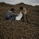 
              People sort and collect discarded potatoes beside a road near Makariv, on the of outskirts Kyiv, Ukraine, Friday, May 27, 2022. (AP Photo/Natacha Pisarenko)
            