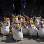 
              FILE - A group of corgi puppets made by puppet maker Louise Jones each one an individual and based on past and present Royal corgis, part of 'The Queen's Favourites' for the Platinum Jubilee Pageant, in Coventry, England, Thursday, May 5, 2022. Britain is getting ready for a party featuring mounted troops, solemn prayers — and a pack of dancing mechanical corgis. The nation will celebrate Queen Elizabeth II’s 70 years on the throne this week with four days of pomp and pageantry in central London. (AP Photo/Kirsty Wigglesworth, File)
            