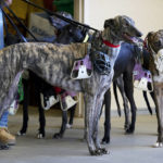 
              Greyhounds stand in a holding area before being weighed prior to a race at the Iowa Greyhound Park, Saturday, April 16, 2022, in Dubuque, Iowa. After the end of a truncated season in Dubuque in May, the track here will close. By the end of the year, there will only be two tracks left in the country. (AP Photo/Charlie Neibergall)
            
