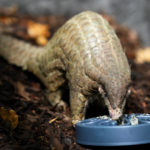 
              A Chinese pangolin feeds on food at its enclosure at the zoo in Prague, Czech Republic, Thursday, May 19, 2022. Prague's zoo has introduced to the public a pair of critically endangered Chinese pangolins as only the second animal park on the European continent. (AP Photo/Petr David Josek)
            