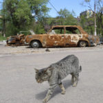 
              A cat walks past burned out cars in Mariupol, in territory under the government of the Donetsk People's Republic, eastern Ukraine, Tuesday, May 17, 2022. (AP Photo/Alexei Alexandrov)
            