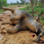 
              EDS NOTE: GRAPHIC CONTENT - In this photo released by Indonesia's Nature Conservation Agency (BKSDA), the carcass of a pregnant Sumatran elephant, suspectedly died of poisoning, lies on the ground near a palm plantation in Bengkalis, Riau province, Indonesia on May 25, 2022. Local authorities are still investigating the cause of the death of the critically endangered elephant and its unborn baby. (BKSDA via AP)
            