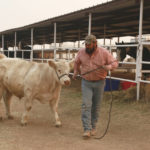 
              Harold Sena, of Tierra Monte, walks his cow, Jody, at the Zamora Ranch outside Las Vegas, N.M., on Monday, May 2, 2022. Sena bathed the cow regularly, making it white for state fairs, now it's one of the livestock refugees at the ranch due to wildfires in the are. (AP Photo/Cedar Attanasio)
            