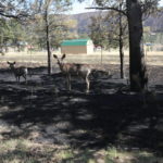 
              A pair of deer are seen grazing by a burn scar following a wildfire near Las Vegas, New Mexico, on Monday, May 2, 2022. Wind-whipped flames are marching across more of New Mexico's tinder-dry mountainsides, forcing the evacuation of area residents and dozens of patients from the state's psychiatric hospital as firefighters scramble to keep new wildfires from growing. The big blaze burning near the community of Las Vegas has charred more than 217 square miles. (AP Photo/Cedar Attanasio)
            