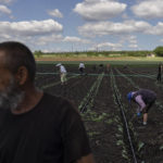 
              Farmers work in a field near Soledar, eastern Ukraine, Monday, June 6, 2022. (AP Photo/Bernat Armangue)
            