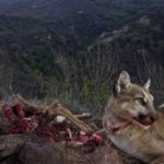 
              A mountain lion eats a kill at Santa Monica Mountains National Recreation Area near Malibu Creek State Park on March 24, 2014. Los Angeles and Mumbai, India are the world’s only megacities of 10 million-plus where large felines breed, hunt and maintain territory within urban boundaries. Long-term studies in both cities have examined how the big cats prowl through their urban jungles, and how people can best live alongside them. (National Park Service via AP)
            