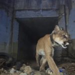 Adult male mountain lion P-64 walks out of a tunnel at Santa Monica Mountains National Recreation Area on May 22, 2018. Los Angeles and Mumbai, India are the world's only megacities of 10 million-plus where large felines breed, hunt and maintain territory within urban boundaries. Long-term studies in both cities have examined how the big cats prowl through their urban jungles, and how people can best live alongside them. (National Park Service via AP)
