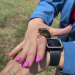 
              April Aamodt holds a Mormon cricket that she found on her brother-in-law Skye Krebs's ranch near Arlington, Ore. on Friday, June 17, 2022. Aamodt has volunteered extensively to help survey for Mormon crickets and fight off infestations. (AP Photo/Claire Rush)
            