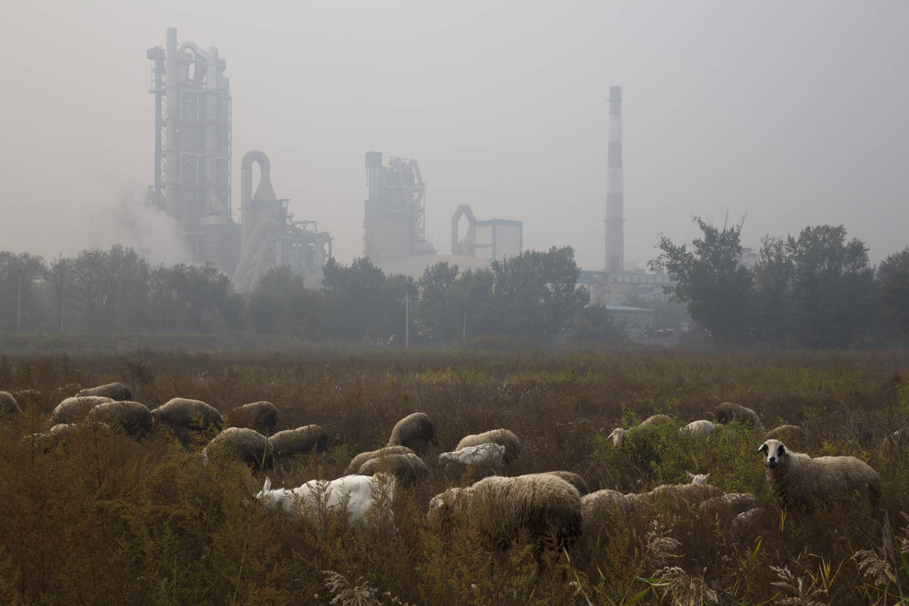 FILE - Sheep graze on a grass land near a cement plant on the outskirts of Beijing, China, Oct. 17,...