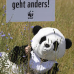 
              A protestor dressed as a panda bear holds a sign which reads "justice is different" during a demonstration ahead of the G7 summit in Munich, Germany, Saturday, June 25, 2022. The G7 Summit will take place at Castle Elmau near Garmisch-Partenkirchen from June 26 through June 28, 2022. (AP Photo/Matthias Schrader)
            