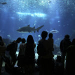 
              Visitors watch sharks and other fish swimming in the main tank at the Oceanarium in Lisbon, Monday, June 27, 2022. From June 27 to July 1, the United Nations is holding its Oceans Conference in Lisbon expecting to bring fresh momentum for efforts to find an international agreement on protecting the world's oceans. (AP Photo/Ana Brigida)
            