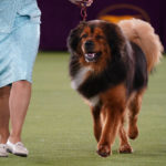 
              A Tibetan mastiff competes in the working group at the 146th Westminster Kennel Club Dog Show Wednesday, June 22, 2022, in Tarrytown, N.Y. Striker, a Samoyed, won the group.(AP Photo/Frank Franklin II)
            