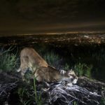 
              This uncollared adult female mountain lion is seen "cheek-rubbing," leaving her scent on a log in the Verdugo Mountains with Glendale and the skyscrapers of downtown Los Angeles. in the background on March 21, 2016. Los Angeles and Mumbai, India are the world’s only megacities of 10 million-plus where large felines breed, hunt and maintain territory within urban boundaries. Long-term studies in both cities have examined how the big cats prowl through their urban jungles, and how people can best live alongside them. (National Park Service via AP)
            