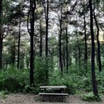 
              A photo of a wooden bench in Basaksehir forest in Istanbul, Turkey, in this Thursday, June 16, 2022 iPhone photo. "I used my iPhone to take this picture, which is what I do when I see a beautiful view and I am not carrying professional cameras. Truth be told, every time I take a nice picture with my phone, I feel that something is missing and could have been better if I took it with my professional camera," wrote Hamra. (AP Photo/Khalil Hamra)
            